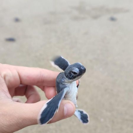 Adventure Turtle Homestay Meru Betiri Sarungan Eksteriør billede