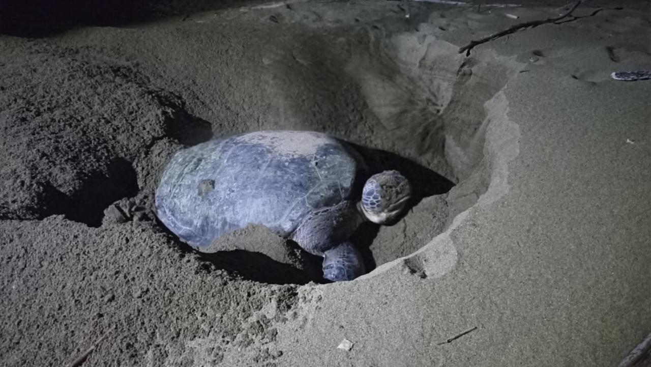 Adventure Turtle Homestay Meru Betiri Sarungan Eksteriør billede