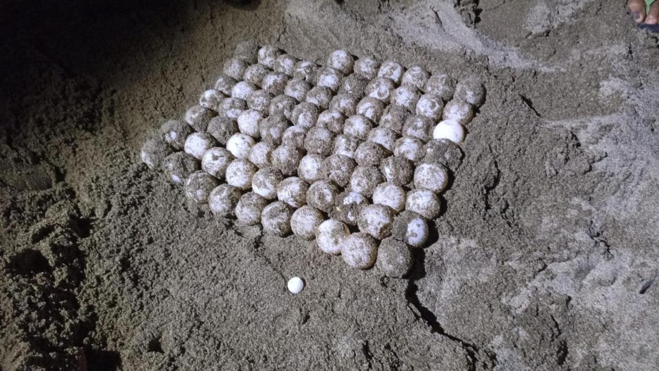 Adventure Turtle Homestay Meru Betiri Sarungan Eksteriør billede