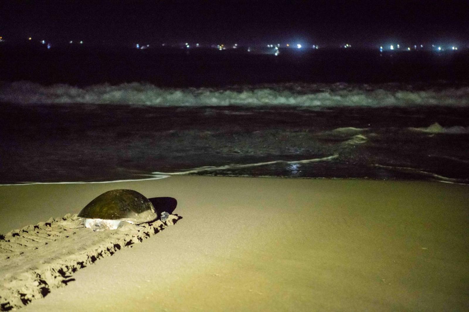 Adventure Turtle Homestay Meru Betiri Sarungan Eksteriør billede
